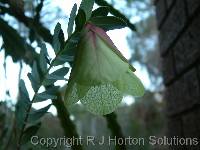 Pimelia Qualup Bell_2